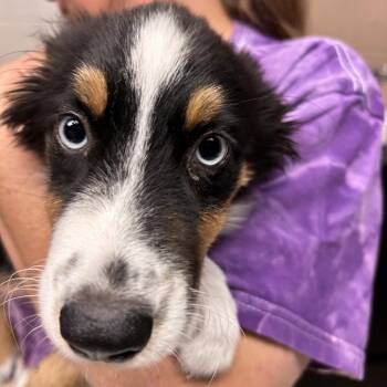 Australian Shepherd Dogs Available for Adoption in Newport, North Carolina - Zoey AKA Stef | PetCurious