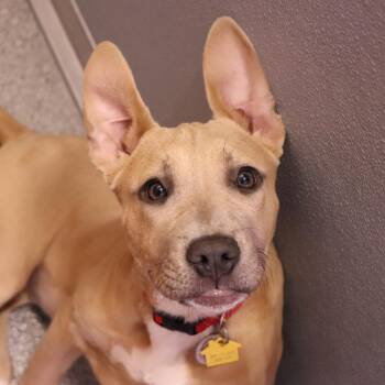 Mixed Breed Dogs Available for Adoption in Port Washington, New York - Amber | PetCurious