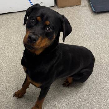 Rottweiler Dogs Available for Adoption in Matteson, Illinois - Rott-Wurst | PetCurious