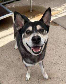 Max -  Husky Dog for Adoption in Long Beach, New York - Max | PetCurious