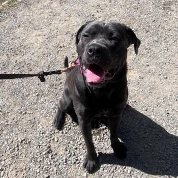 Yoti -  Pit Bull Terrier Dog for Adoption in Port Townsend, Washington - Yoti | PetCurious