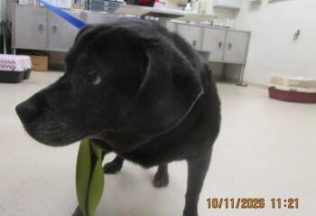 Marley(827) -  Labrador Retriever and Beagle Dog for Adoption in Marietta, Georgia - Marley(827) | PetCurious