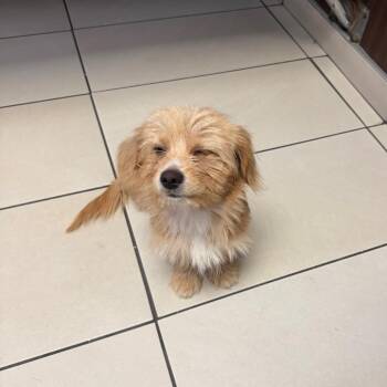 Ciabatta -  Terrier and Mixed Breed Dog for Adoption in Las Vegas, Nevada - Ciabatta | PetCurious