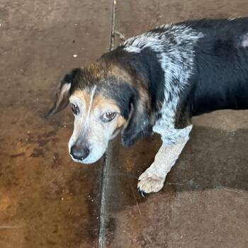 Fish Stick -  Beagle Dog for Adoption in Peachtree City, Georgia - Fish Stick | PetCurious
