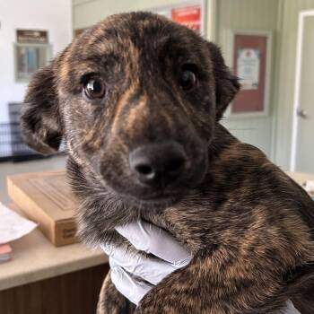 Sachi - Butler Campus -  Terrier and Mixed Breed Dog for Adoption in Flagstaff, Arizona - Sachi - Butler Campus | PetCurious
