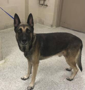 FRANK -  German Shepherd Dog Dog for Adoption in Conroe, Texas - FRANK | PetCurious