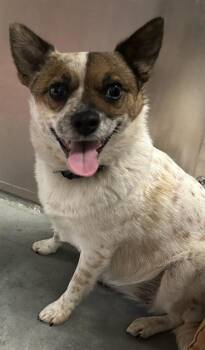ROUSE MOUSE -  Australian Cattle Dog Blue Heeler Dog for Adoption in Santa Cruz, California - ROUSE MOUSE | PetCurious