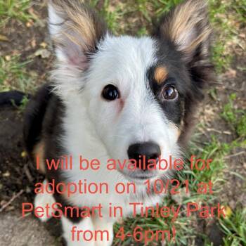 Boston -  Australian Shepherd and Mixed Breed Dog for Adoption in Matteson, Illinois - Boston | PetCurious
