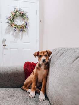 Patrick Star -  Shepherd and Pit Bull Terrier Dog for Adoption in Goodyear, Arizona - Patrick Star | PetCurious
