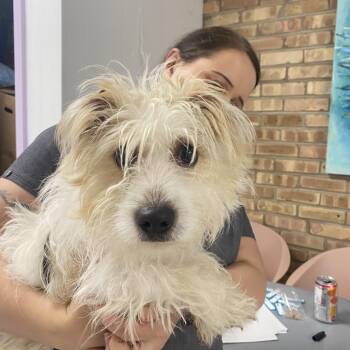 Rescue Terrier Dogs for Adoption in Northbrook, Illinois - Robbie | PetCurious