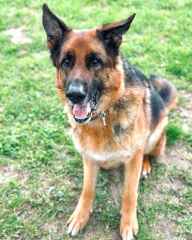 Big Boy Buddy -  German Shepherd Dog Dog Available for Adoption in Fremont, Michigan - Big Boy Buddy | PetCurious