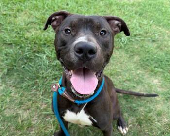 MATEO -  Pit Bull Terrier Dog for Adoption in Charlotte, North Carolina - MATEO | PetCurious