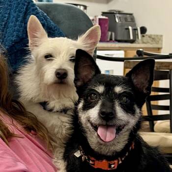 Rosie -  Chihuahua and Mixed Breed Dog for Adoption in Brownsboro, Alabama - Rosie | PetCurious