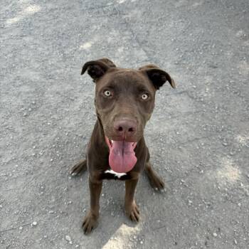 Porky -  Chocolate Labrador Retriever Dog for Adoption in Hiawatha, Kansas - Porky | PetCurious