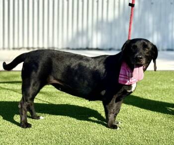 Rescue Basset Hound Dogs for Adoption in Hondo, Texas - Delta-One Of A Kind Queen Of Quirks! | PetCurious