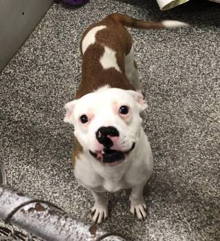Ladybug -  Mixed Breed Dog for Adoption in Parma, Ohio - Ladybug | PetCurious