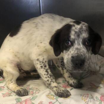 Anakin -  Australian Cattle Dog Blue Heeler Dog for Adoption in Parma, Ohio - Anakin | PetCurious