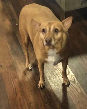 Rescue Pit Bull Terrier Dogs for Adoption in Colleyville, Texas - Momma | PetCurious