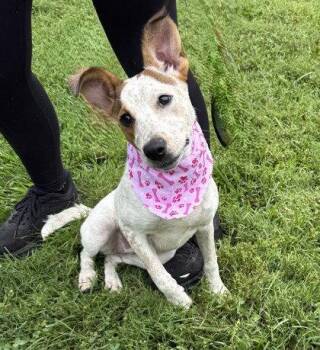 Supra -  Australian Cattle Dog Blue Heeler Dog for Adoption in Midland, Virginia - Supra | PetCurious