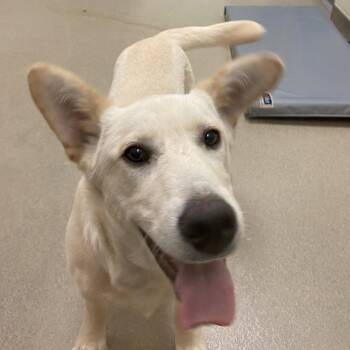 Bebop -  Husky and Shepherd Dog for Adoption in Lynchburg, Virginia - Bebop | PetCurious