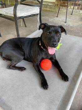 Margot -  Pit Bull Terrier Dog for Adoption in Eagle, Idaho - Margot | PetCurious