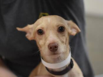 Angelo -  Chihuahua Dog for Adoption in Portland, Oregon - Angelo | PetCurious