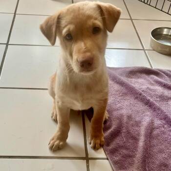 Matthew -  Mixed Breed Dog for Adoption in New York, New York - Matthew | PetCurious