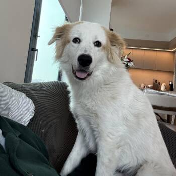 Collie Dogs Available for Adoption - Andy | PetCurious