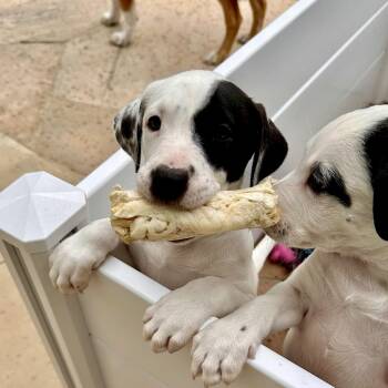 English Shepherd and Labrador Retriever Dogs Available for Adoption in Baytown, Texas - Rose | PetCurious