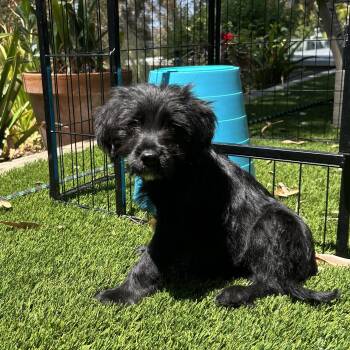 Schnoodle Dogs Available for Adoption in San Diego, California - Cove | PetCurious