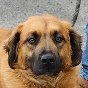 Mixed Breed Dogs Available for Adoption in Fairfax, Virginia - Freida | PetCurious