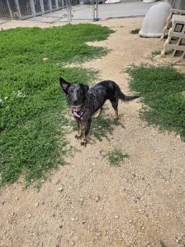 Roxy -  Australian Cattle Dog Blue Heeler Dog for Adoption in Maquoketa, Iowa - Roxy | PetCurious