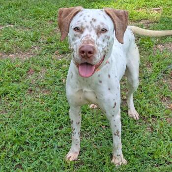 Aislinn -  Dalmatian and Pointer Dog for Adoption in Charlottesville, Virginia - Aislinn | PetCurious