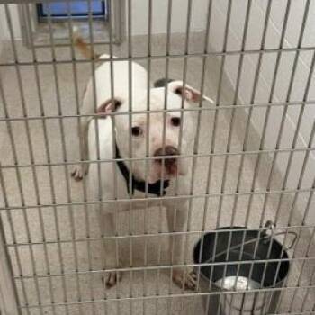 King -  Pit Bull Terrier and American Staffordshire Terrier Dog for Adoption in Horn Lake, Mississippi - King | PetCurious