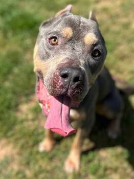 Rescue Pit Bull Terrier Dogs for Adoption in Gainesville, Georgia - Jax | PetCurious