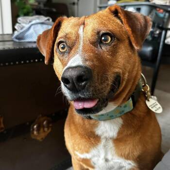 Felice -  Mixed Breed and Labrador Retriever Dog for Adoption in Mississauga, Ontario - Felice | PetCurious