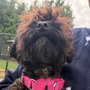 Oscar -  Miniature Poodle and Mixed Breed Dog for Adoption in West Chester, Pennsylvania - Oscar | PetCurious