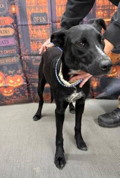 Daisy -  Australian Kelpie Dog for Adoption in Campbellsville, Kentucky - Daisy | PetCurious