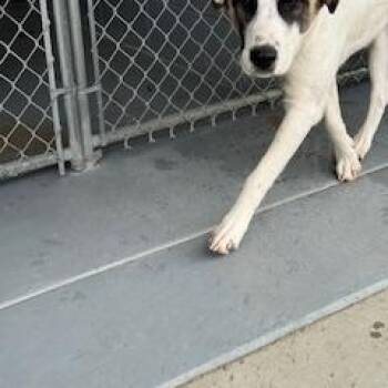 Rescue Anatolian Shepherd Dogs for Adoption in Columbus, Mississippi - REX | PetCurious