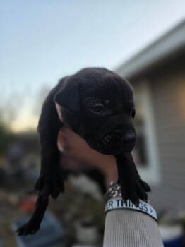 Terrier Dogs Available for Adoption - Ana 26D-054 | PetCurious