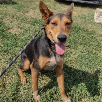 Mila -  Mixed Breed Dog for Adoption in Huntington, West Virginia - Mila | PetCurious