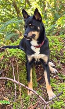 Tala -  German Shepherd Dog Dog for Adoption in Seattle, Washington - Tala | PetCurious