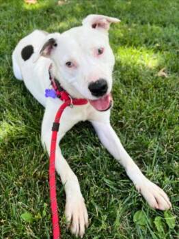 Rescue Pit Bull Terrier Dogs for Adoption in Woodland, California - *CHEESY | PetCurious