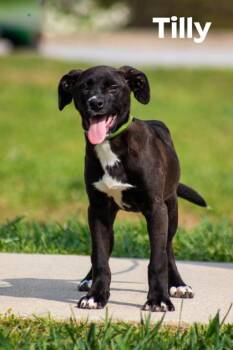 Black Labrador Retriever Dogs Available for Adoption in Tiger, Georgia - Tilly | PetCurious