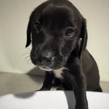 Labrador Retriever and Hound Dogs Available for Adoption in Tampa, Florida - Selena | PetCurious