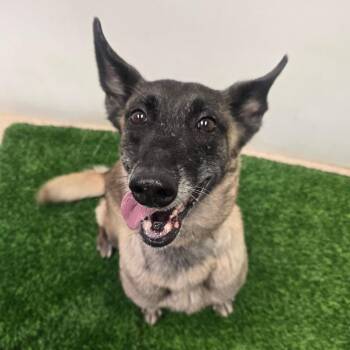 Edna -  Belgian Shepherd Malinois and Mixed Breed Dog for Adoption in Columbia, Missouri - Edna | PetCurious