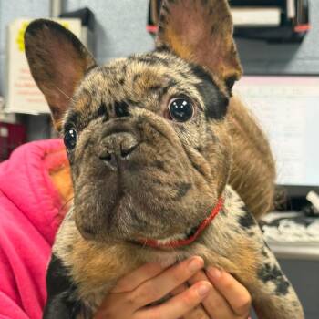 Autumn -  French Bulldog Dog for Adoption in Fredericksburg, Virginia - Autumn | PetCurious
