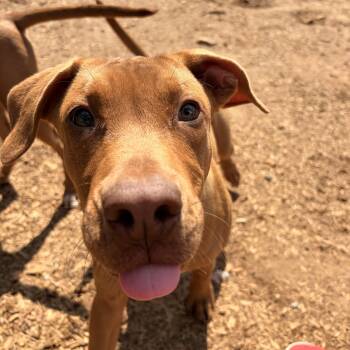 Mountain Cur Dogs Available for Adoption in Melbourne, Arkansas - Reed | PetCurious