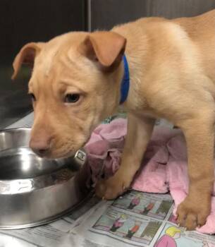 Yukon -  Shar Pei Dog for Adoption in Parma, Ohio - Yukon | PetCurious