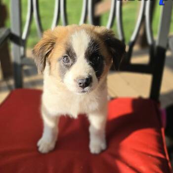 Murphy Mars -  Collie and Jack Russell Terrier Dog for Adoption in Andover, Massachusetts - Murphy Mars | PetCurious